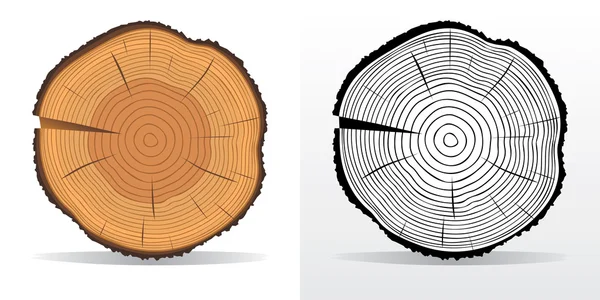 Anneaux d'arbre et tronc d'arbre coupé — Image vectorielle