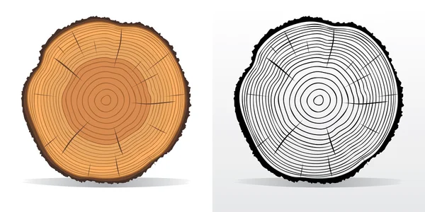 Anneaux d'arbre et tronc d'arbre coupé — Image vectorielle