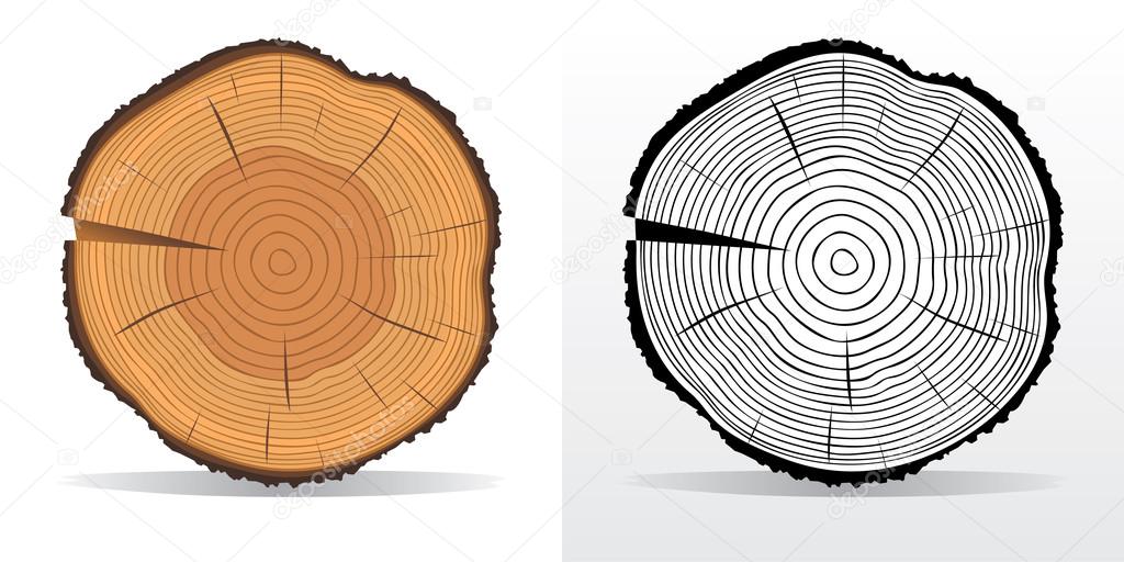 Tree rings and saw cut tree trunk