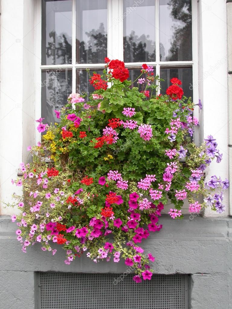 Colorful flowers on windowstill