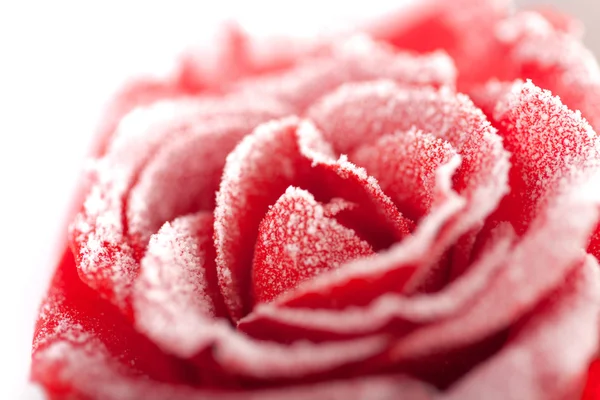 Frysta röda ros i vit frost — Stockfoto
