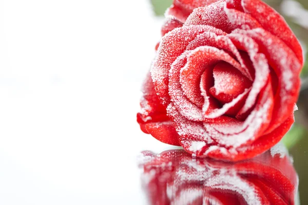 Frozen red rose in white frost lying on mirror. Shallow DOF — Stock Photo, Image