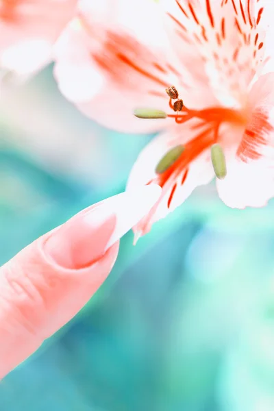 Finger with beautiful manicure touch a flower — Stock Photo, Image