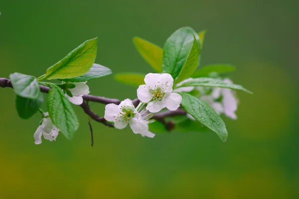 Rama de árboles con flores de cerezo —  Fotos de Stock