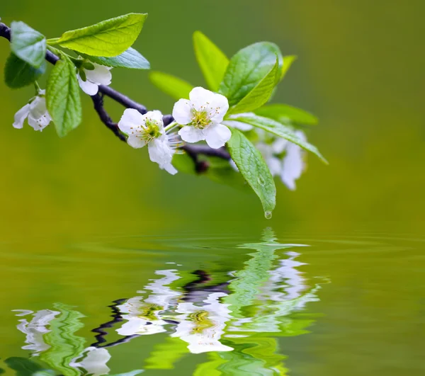 Trädgren med körsbär blommor — Stockfoto