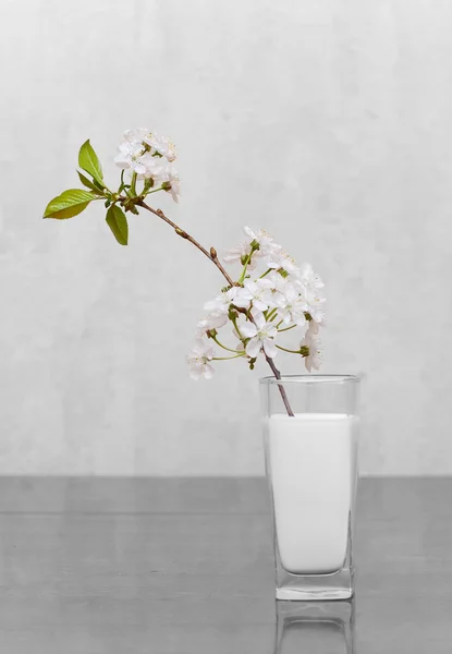 Cherry flowers standing in milk — Stock Photo, Image
