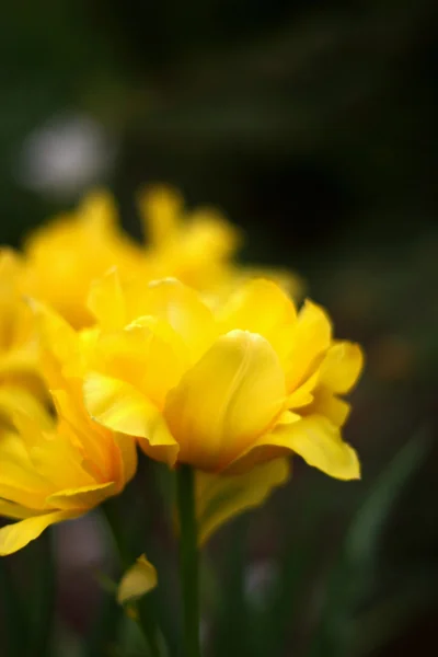 Жёлтый цветок — стоковое фото