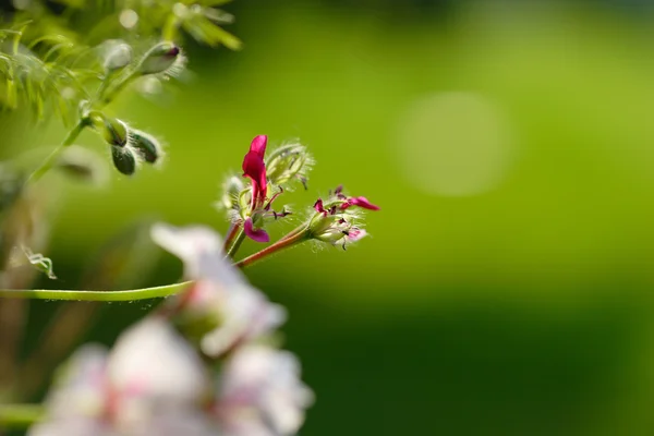 Blommor på grön bakgrund — Stockfoto