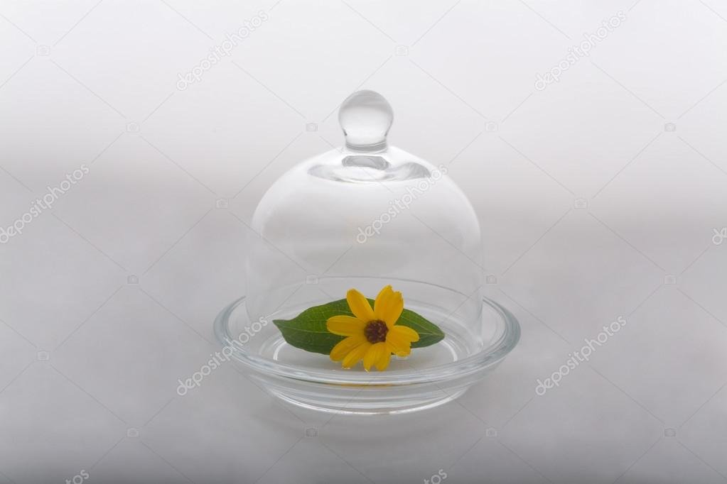 Flower and leaf protected by glass dome
