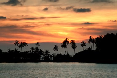 Palmiye ağaçları ile Sunset beach