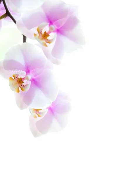 Pink orchid blommor isolerad på vit — Stockfoto