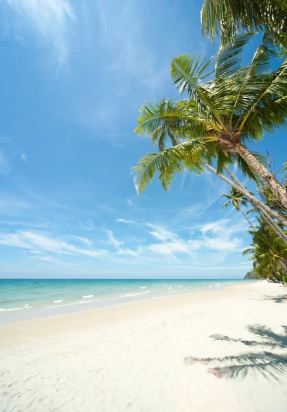 Relaxing under a palm trees on loneliness beach — Stock Photo, Image