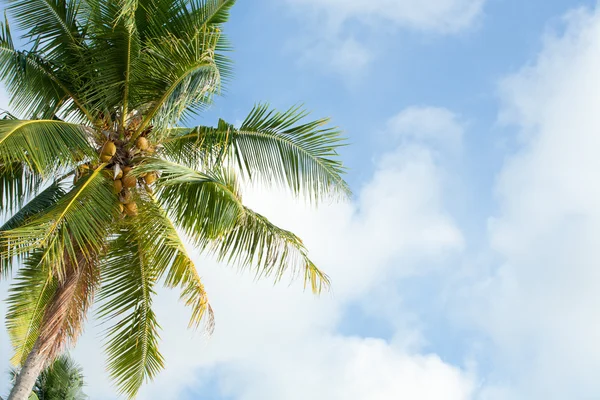 Palm tree on the sunny blue sky with white clouds — Stock Photo, Image