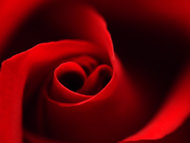 Petal merkezi üzerinden kalp simgesi olan kırmızı gül