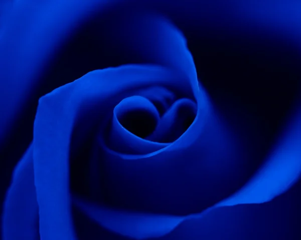 Blue rose with heart symbol in center. Close-up — Stock Photo, Image