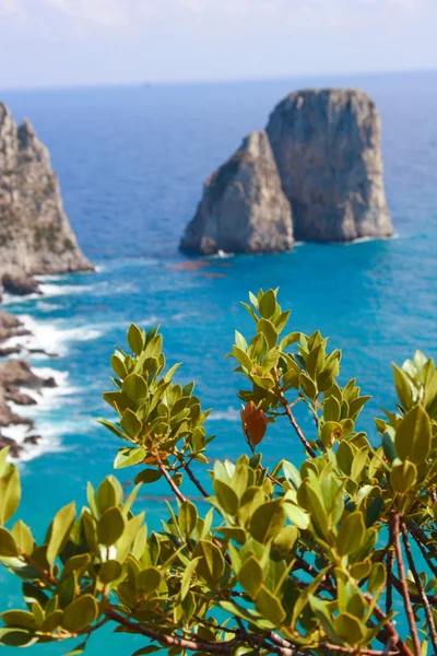 Capri island view from plant — Stock Photo, Image
