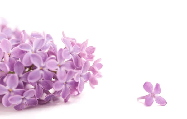Fragrant lilac blossoms — Stock Photo, Image