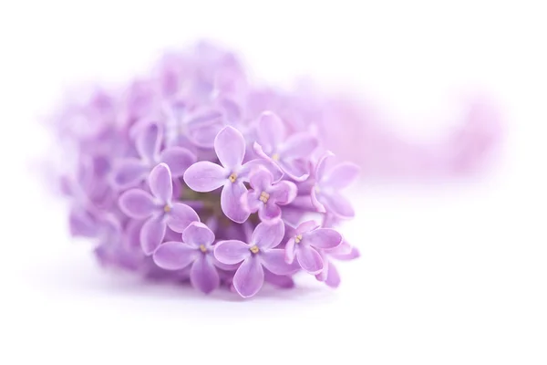 Fragrant lilac blossoms — Stock Photo, Image