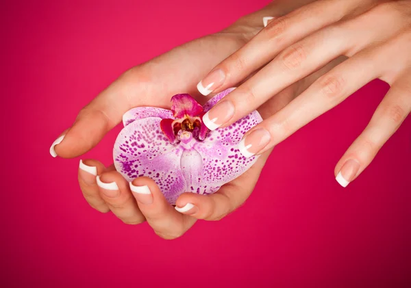 Finger mit schöner Maniküre berühren eine nasse rosa Rose — Stockfoto