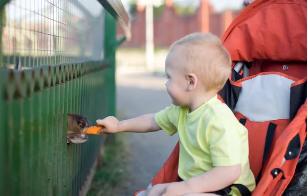 Little boy feeding a deer by carrot — Stock Photo, Image