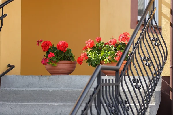 Evin merdiven üzerinde çiçekler
