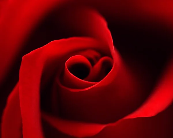 Red rose with heart symbol from petal in center — Stock Photo, Image