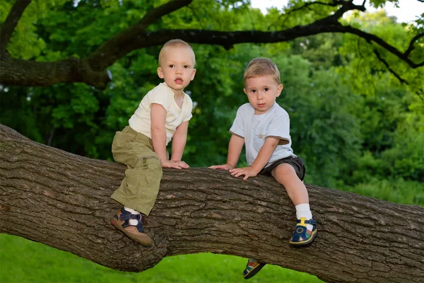 Boys sitting on the oak's branch — Stock Photo, Image