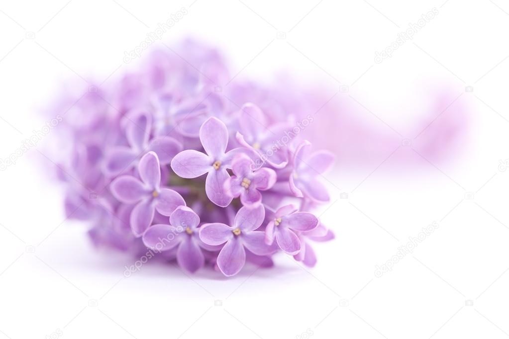 Fragrant lilac blossoms