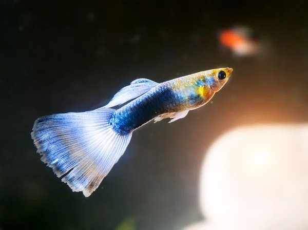 Peces en el acuario —  Fotos de Stock