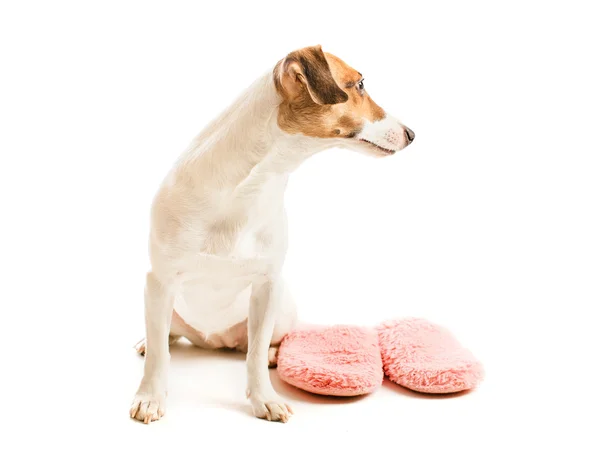 Funny dog and slippers — Stock Photo, Image