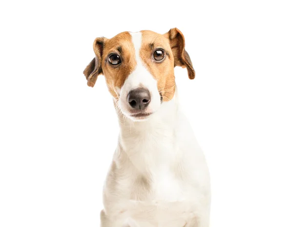 Jack Russell terrier — Foto Stock