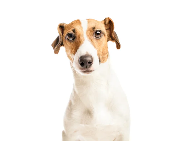 Jack russell terrier — Stockfoto