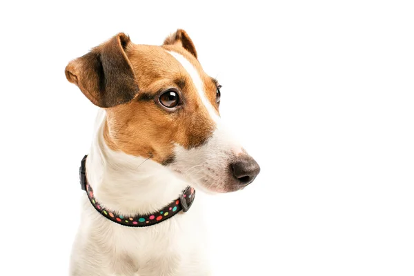 Jack terrier de russell — Fotografia de Stock