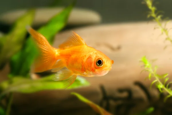 Goldfische im Aquarium — Stockfoto