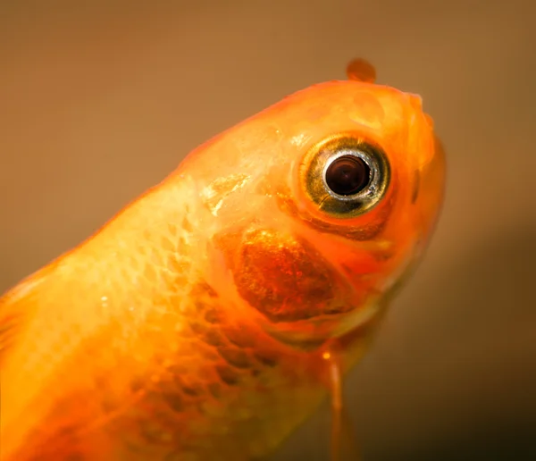 Goldfish in aquarium — Stock Photo, Image