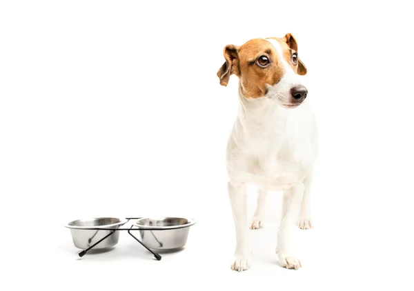 Funny dog eating food Royalty Free Stock Images