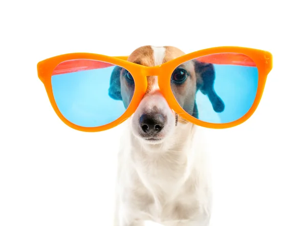 Dog with big glasses Stock Photo