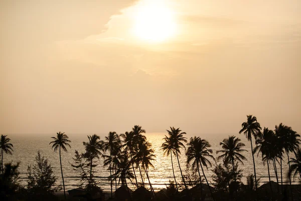 Silhueta de palmeiras em Goa — Fotografia de Stock