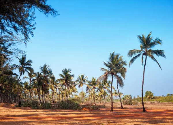 Пальмові дерева і небо в Індії — стокове фото