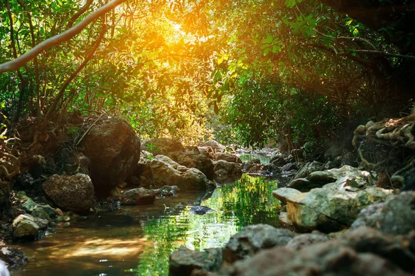 Regenwaldlandschaft in Indien, — Stockfoto