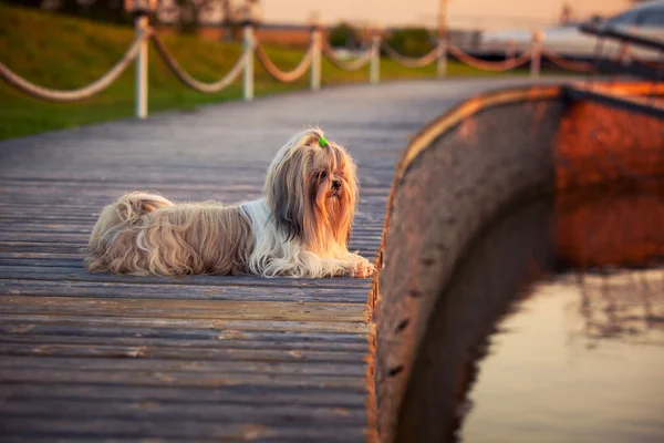 Shih tzu Hund liegend — Stockfoto