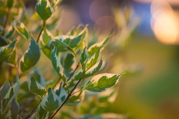 植物の葉の背景 — ストック写真