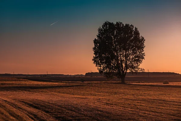 Träd silhouette på hösten sätter — Stockfoto