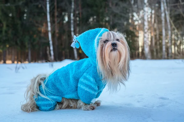 Shih Tzu cane — Foto Stock