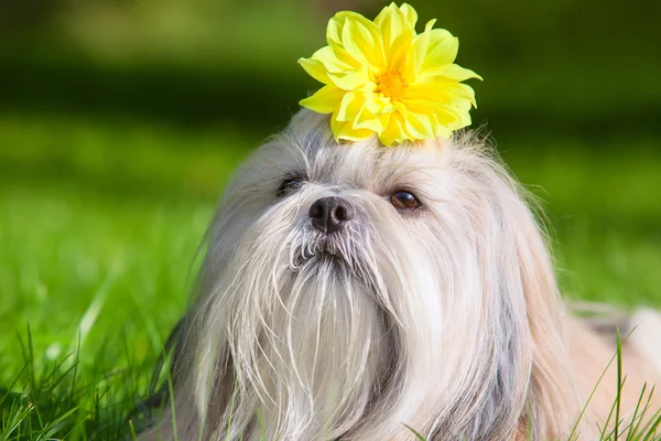 สุนัขชิสุ — ภาพถ่ายสต็อก