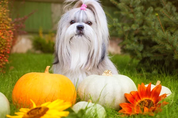 Shih tzu kutya — Stock Fotó