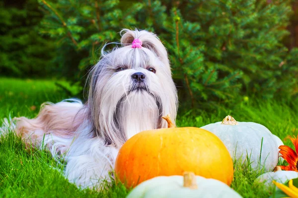 Shih Tzu perro — Foto de Stock