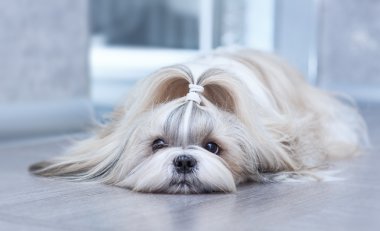 Shih tzu köpek