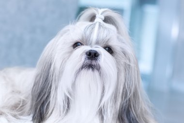 Shih tzu köpek