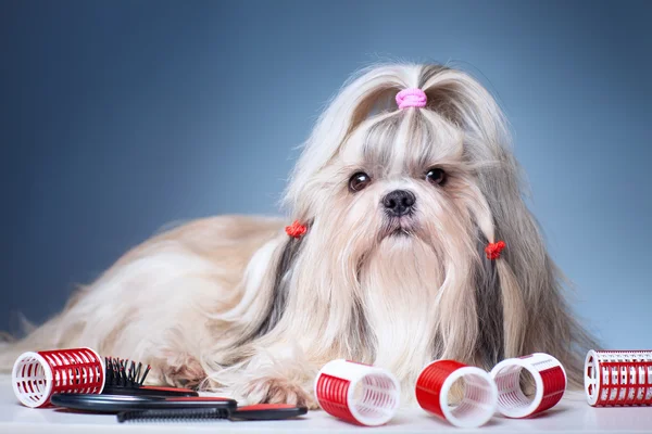 Shih tzu pes — Stock fotografie